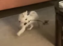 犬「子猫はこれが好きなんだよなぁ」遊び相手になるのが上手すぎ！