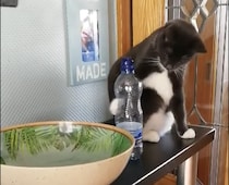 ゴミはすぐにゴミ箱へ！お片付けに厳しい猫さん