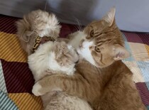 ぬいぐるみを抱きしめるように… お友達を離さない猫さん