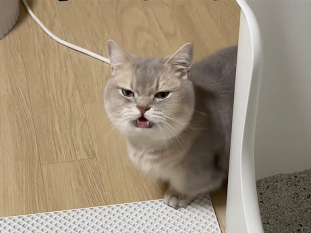 【作戦失敗】「チョロい飼い主」を狙ったはずが…… 悔しそうな顔がたまらない!