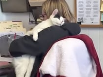 「片手で猫、片手でペン」職員さんを困らせる、可愛すぎる甘えん坊な猫さん