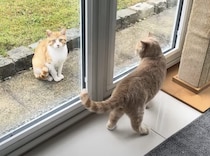 家猫たちみんなが大騒ぎ、 お庭に野良猫が現れた！