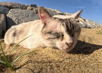 幸せそうなお顔！ 砂浜でゴロゴロ日向ぼっこする猫。