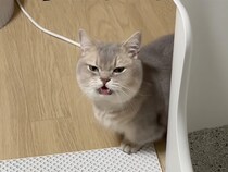 【作戦失敗】「チョロい飼い主」を狙ったはずが…… 悔しそうな顔がたまらない！