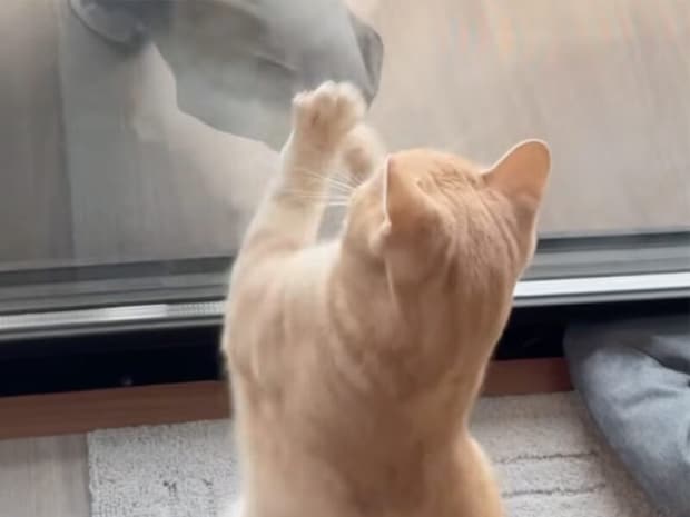 「ボクも窓掃除するニャ!」お手伝いする子猫の肉球スタンプが止まらない
