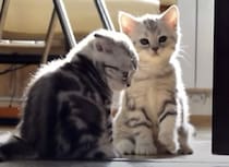 お部屋を通りたい子猫と、通せんぼする子猫。やりとりが可愛い！