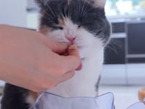 「手で食べさせて〜！」甘えん坊モードな猫さんの至福のご飯タイム