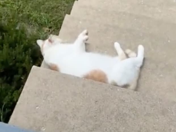 【悲劇の結末】仲良くなるチャンスが… 猫さんがせっかく甘えてくれたのに大失態！