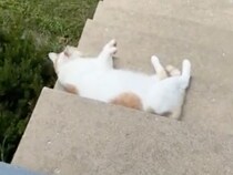 【悲劇の結末】仲良くなるチャンスが… 猫さんがせっかく甘えてくれたのに大失態！