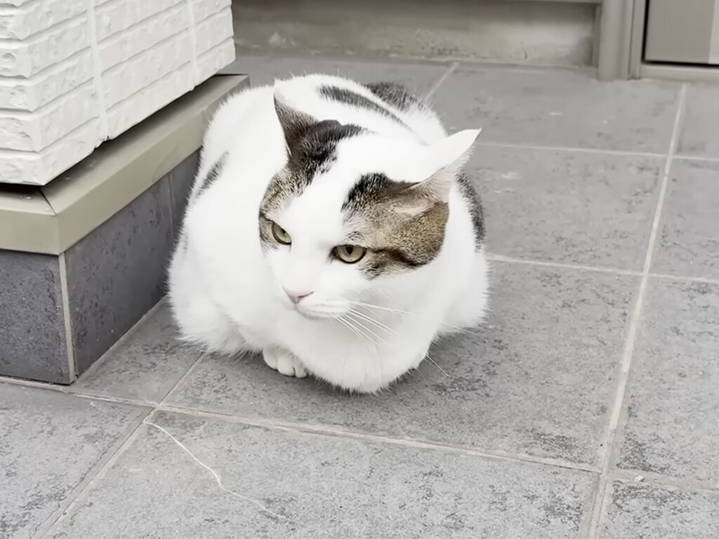 幸せのわがままボディ】もちもち過ぎる猫さん、ご近所さんに妊娠中と思