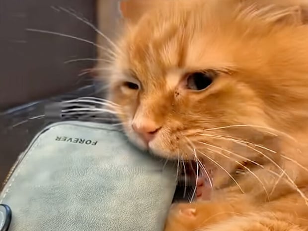 「私のお金が…!」お財布をこじ開けようと必死な猫さん