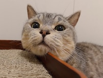 爪研ぎの使い方が個性的？あご乗せスタイルが可愛い猫ちゃん