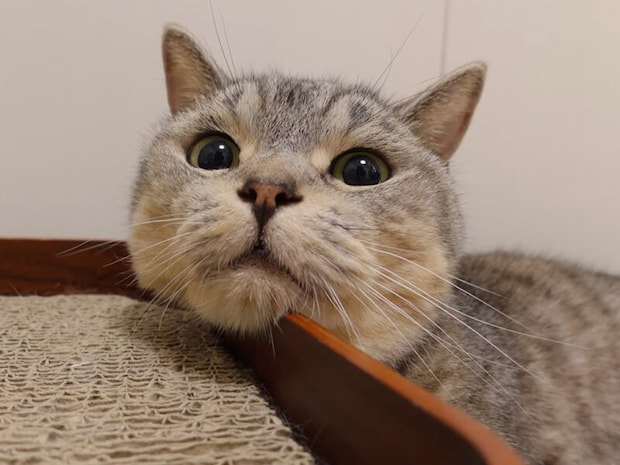 爪研ぎの使い方が個性的？あご乗せスタイルが可愛い猫ちゃん