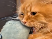 「私のお金が…！」お財布をこじ開けようと必死な猫さん