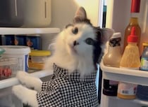 小腹空いたなぁ〜、食べ物を探す姿が人間っぽすぎる猫！