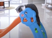遊園地みたいでしょ♡ 猫たちはどの遊びが好き？
