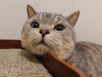 爪研ぎの使い方が個性的？あご乗せスタイルが可愛い猫ちゃん