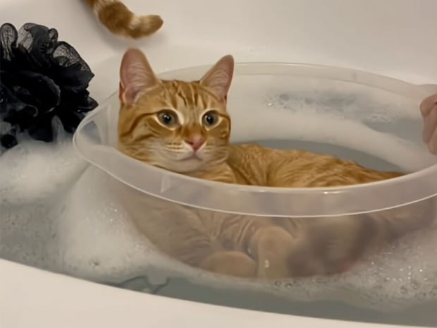 水に濡れずにポカポカ。天才的なお風呂の楽しみ方を見つけた猫たち