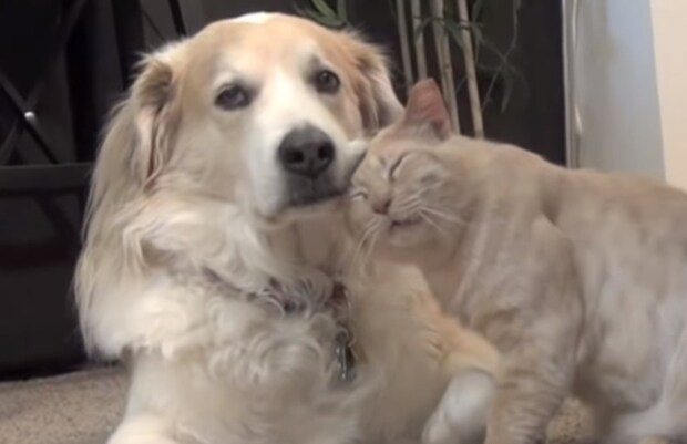「今日は病院頑張ったよ、褒めてっ！」甘えんぼ猫さん、大好きな犬に腕まくら要求
