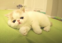 大きな声で「ワンっ！」鳴き声を間違えちゃった子猫。