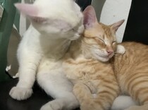 いつもお互いをキレイにしてあげる猫さん。  腕枕をしながら毛繕い♡