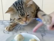 ヒトのものは食べちゃダメ〜！ 食いしん坊な猫さんたち