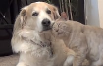 「今日は病院頑張ったよ、褒めてっ！」甘えんぼ猫さん、大好きな犬に腕まくら要求