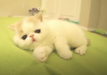 大きな声で「ワンっ！」鳴き声を間違えちゃった子猫。