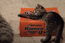箱に入ろうとしている子猫、なかなか中に入れない理由にびっくり！