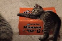 箱に入ろうとしている子猫、なかなか中に入れない理由にびっくり！