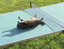 ここ日向ぼっこに最高！ 卓球台の上でゴロゴロする猫ちゃん