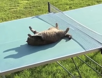 ここ日向ぼっこに最高！ 卓球台の上でゴロゴロする猫ちゃん