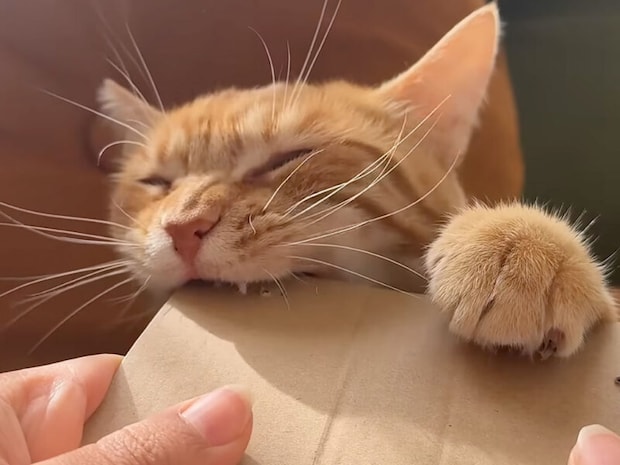 「角はすべて噛み砕くニャ!」段ボールの角と戦う、謎のこだわりを持った猫さん