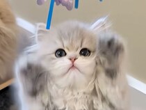 全力で甘えて、遊ぶ新入り子猫さんが可愛すぎて、何も手につかない！