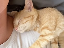 寝る時も、お料理も一緒に！ 甘えん坊すぎる茶トラ猫が可愛くてたまらない