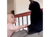 2回目は許さん！ 乱暴な赤ちゃんに怒る猫さん