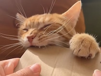 「角はすべて噛み砕くニャ！」段ボールの角と戦う、謎のこだわりを持った猫さん