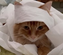 トイレットペーパーで遊びすぎた猫、小さいミイラみたいになっちゃった(笑)
