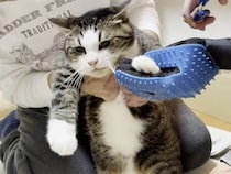 【爪切り大作戦】暴れる猫さんに家族で対抗！ 救世主はまさかの息子さん？