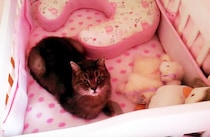 ん？ここ僕のベッドじゃないの？ 猫さんがくつろいでいるのは…