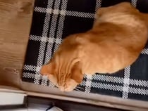 帰宅したら玄関のすぐそばに茶トラ猫さんが！ 健気なお出迎えが可愛すぎた