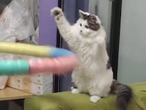 【フラフープvs猫】「絶対捕まえるニャ！」必死すぎてダンスみたいになっちゃう猫さん