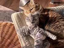 お昼寝中の猫さんに女の子が毛布をかけて子守唄を… 寝ていた猫さんの反応は？