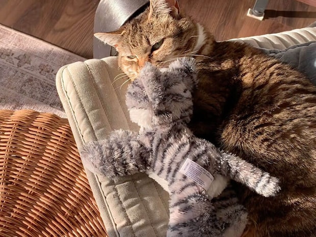 お昼寝中の猫さんに女の子が毛布をかけて子守唄を… 寝ていた猫さんの反応は？