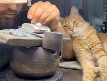 お仕事中でも何をしてても関係ない。猫さんたちはいつだって飼い主さんのそばにいたいの！