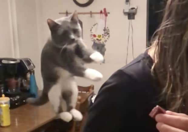 フライングキャットと呼ばれる猫、空を飛んで移動！？