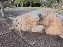 公園でまったりしていたまん丸猫さん、撫でたらゴロンゴロンが止まらなかった