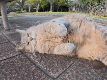 公園でまったりしていたまん丸猫さん、撫でたらゴロンゴロンが止まらなかった