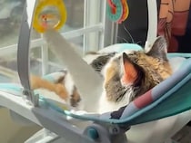 使わなくなった赤ちゃんのバウンサー、窓辺に置いたら猫さんのお気に入りになっていた