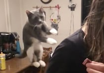 フライングキャットと呼ばれる猫、空を飛んで移動！？